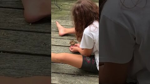 Feeding Chipmunks!