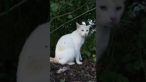 kucing putih bermain di rumput