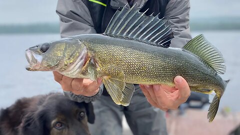 Casting For SHALLOW SPRING WALLEYE!