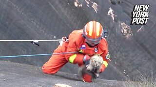 Firefighters rescue dog from the edge of a cliff