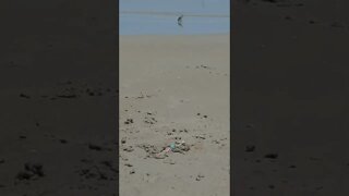 Beach Birds ~ Sand Pipper