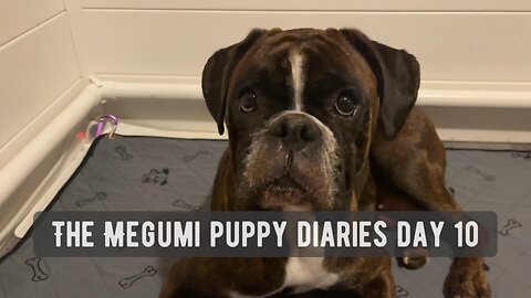 The Megumi Puppy Diaries Day 10