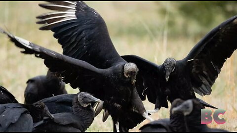 Black vultures killing newborn livestock in Midwest