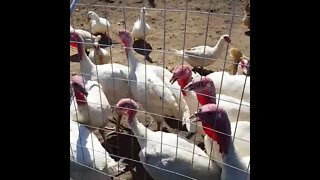 Turkey Feeding - Homesteading