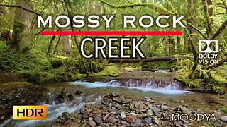 4K HDR Dolby Vision Nature Video - Rainforest Draping Wild Tree Moss & Rocky Spill Creek - Nature Wins You Over