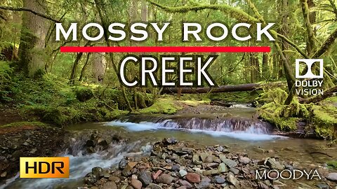 4K HDR Dolby Vision Nature Video - Rainforest Draping Wild Tree Moss & Rocky Spill Creek - Nature Wins You Over