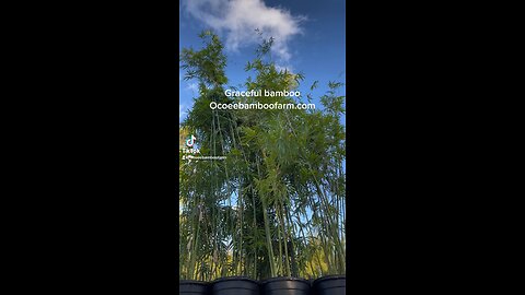 Certified Clumping Bamboo 407-777-4807