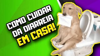 Como acabar com a diarreia do cachorro de FORMA RÁPIDA! + receita de sopa | Dr. Edgard Gomes