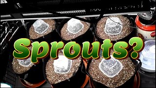 Week 1 Autoflower Grow - (Sprouts?) [Fox Farm, Mephisto, Ethos]