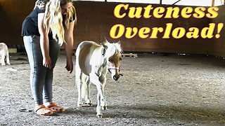 Teaching Our Tiny Horse Tricks!