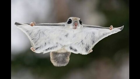 SUGAR GLIDER Flying