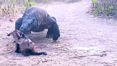 Dragon attack tha Goat 🐐😱💀 most dangerous video 📸 viral video #animals