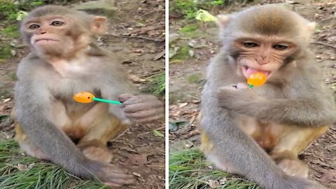 Funny Monkey Loves Lollipops | Do Not Expect He Will Give Someone To Taste It