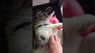 Border Collie Puppy Takes a Nap