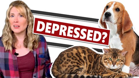 Do Dogs & Cats Get Depressed?