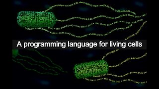 A programming language for living cells