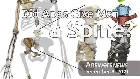 Did Apes Give Man a Spine? - Answers News: December 8, 2021