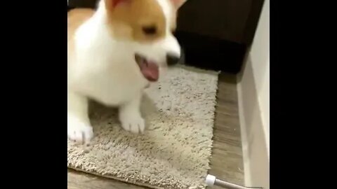 Pupper plays with a door stopper