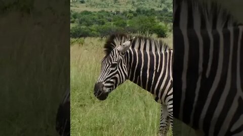 Mundo Animal Só Zebras!!! #shorts