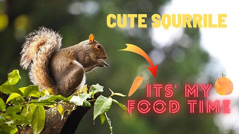 Naughty squirrel playing and eating on tree | Making funnn