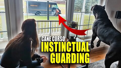 RAGING Guard Dog UPS Man - Cane Corso Protecting RAW Home Vid