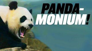 PANDA-monium at Chinese Zoo | China Uncensored