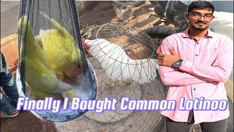 Finally I bought Common Lotinoo Birds || Malir Itwaar Bazar Khatam Ho gya.