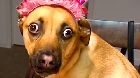 Best funny dogs