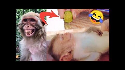 Funny monkey compilation😂 funny animal videos ( Funny video )