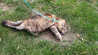 Leia Rolling in Dirt