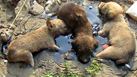 .Stuck for hours in rock-solid tar, puppies rescued. Watch til the end.