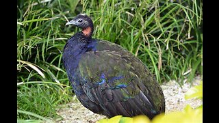 African Peacock