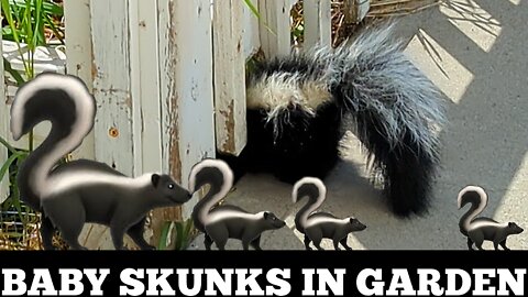 "Skunk Babies" A Family Of Baby 'Skunks' Living In Our Garden. A Family Of Skunks Living In Our Yard