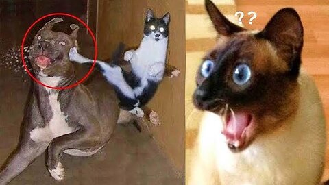 Funny pets cats and dogs 🐕 video 📸🤭😂