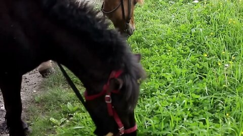 Three ponies grazing by the water, hitting the water, splashing, eating green grass (2)