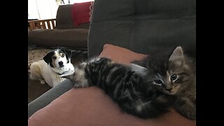 Kittens DUEL FURIOUSLY As The Dog Watches!!!