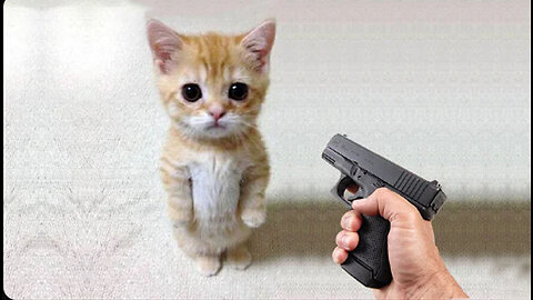 Funny cat 😽 vs Gun 🔫 - Funny Animals 😂 playing dead on finger shot Compilation || Animal Gags