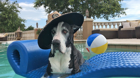 Hat Wearing Great Dane Chills Out in the Pool