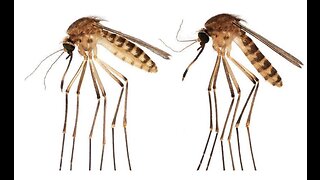 PLAGUE🤒UPDATE: There's a new mosquito on the Florida scene and scientists are worried!!!