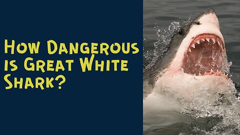 How Dangerous is Great White Shark?