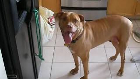 Jonny Beer. Ptibull gets drink from fridge