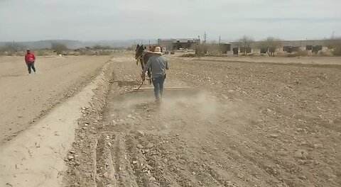 Desparramando ￼la semilla de alfalfa