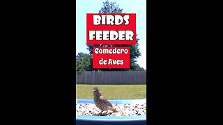 How to build a bird's feeder | Como hacer un comedero de Aves