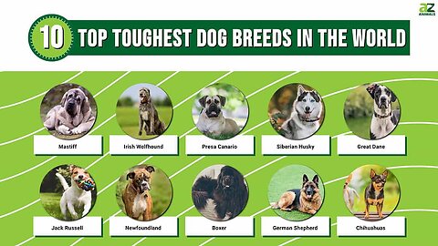 Top 10 Strongest Dog Breeds In The World