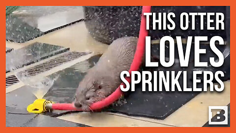 Rescued Otter Pup Has a TON OF FUN Playing with Sprinkler