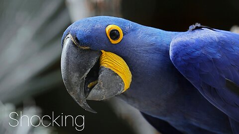 10 Shocking Facts About Parrots