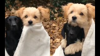 Blanket and a hug when it’s cold 🐶