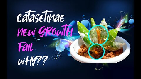 Catasetinae | WHY new growths FAIL! 🤦🏼‍♀️ #Catasetinae #NewGrowthsFail