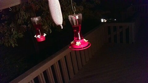 Live Bird Feeder Sept 17 2021 "Frogs All night" Asheville NC. In the mountains.