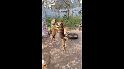 village funny dog || 😅😆🤣 both dog fighting together🔥